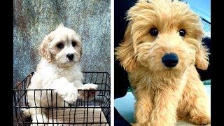 Cavachon vs Cavapoo Puppies and Full Grown Dogs  Similarities and Differences [upl. by Erialc]