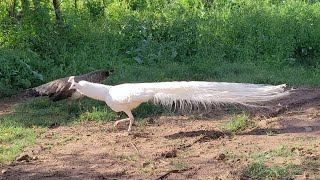 Male  Female Peacock sound  Peahen Peacock Morni ki awaz [upl. by Amled]