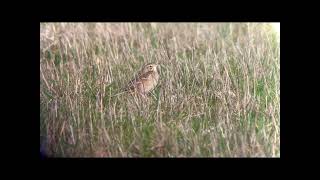 Pipit de richard fev 2022 Cap Gris Nez [upl. by Yaja]