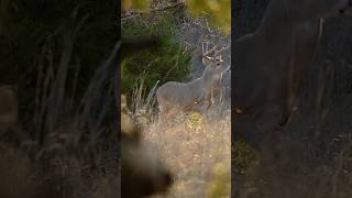 It’s bow season deer whitetaildeer [upl. by Amor]