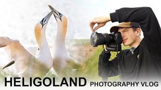 BIRD PHOTOGRAPHY VLOG  HELIGOLAND North Sea [upl. by Aicatsanna560]