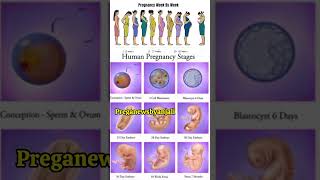 Human pregnancy stages week by week in moms womb ♥️shortvideo pregnancy cutebaby [upl. by Yrrep]