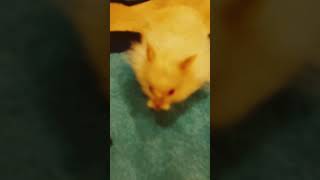 Nemo dance🐹😁🥰nemoshortvideo [upl. by Howlyn945]