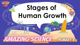 P 3  Science  Stages of Human Growth [upl. by Blakeley852]