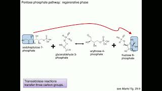 Medical Biochemistry Fructose Galactose and Pentose Phosphate Pathway 2 SKILDUM [upl. by Naillimixam867]