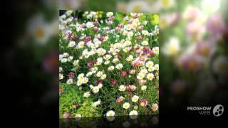 Erigeron  garden plants [upl. by Halland]