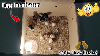 Cardboard Egg Incubator  Simple Homemade Egg Incubator [upl. by Inahet]