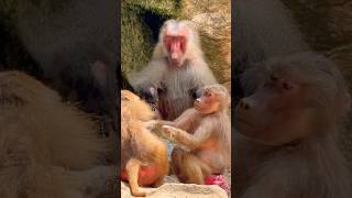 Hamadryas Baboon  Singapore Zoo [upl. by Mayrim]