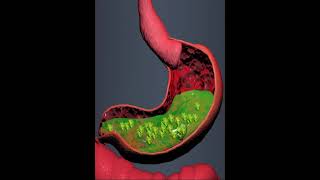 Digestive system Stomach 3D Animation [upl. by Atiniv]