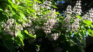 148 CATALPA Tree [upl. by Atazroglam157]