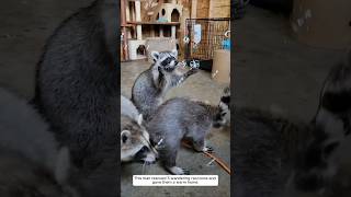 This man rescued five wandering raccoons and gave them a warm home animalshorts shortvideo [upl. by Jona]