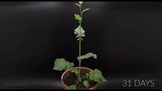 Growing mustard time lapse [upl. by Rodrique]