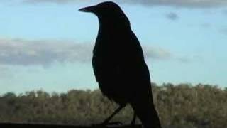 Australian magpie song [upl. by Delle45]