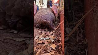 Pangolin tastes freedom [upl. by Kryska]