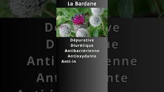 La Bardane [upl. by Jamey]