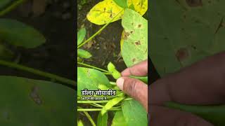 Dollar soybean variety  youtubeshorts farming soybeanfarming [upl. by Bedwell568]