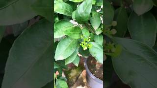 flowering ponkan mandarin shortvideo shorts fruiting fruit [upl. by Morie521]