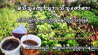 How to make Organic Liquid Fertilizer သစ်ရွက်စိမ်း မြေဩဇာ [upl. by Rosenquist365]