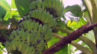 Management of Sigatoka Leaf Spot Disease in Banana crop [upl. by Abercromby462]