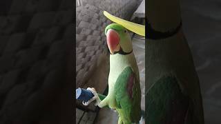 parrottalking 🥰parrotvoice parrotviralvideo parrotshorts parrotlover birds funny [upl. by Caresse]