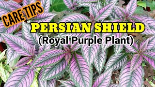 Persian Shield care tips [upl. by Blanc]