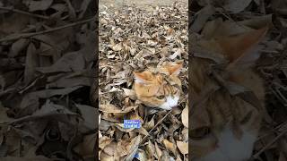 Özel Eğitimli Komando KEDİ ❤️😻 kedilervadisi cat kedi [upl. by Rudie357]