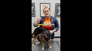 Signs of Hip Dysplasia in dogs chiropractor shorts [upl. by Iahcedrom370]