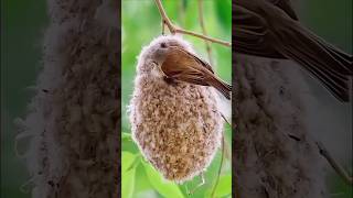 Penduline Bird Nest science facts shorts viral birds nest new [upl. by Keegan]