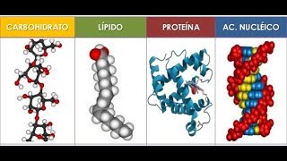 ¿Qué son las BIOMOLÉCULAS monómeros y polímeros BIOLOGÍA ICFES preuniversitario🤓 [upl. by Olihs]