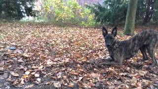 hollandsemechelse herder malinois dutch shepherd mix video [upl. by Acinoryt996]