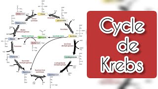 cycle de Krebs \ cycle d acide citrique [upl. by Ludwog]