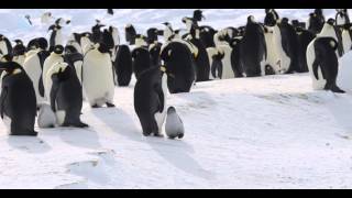 Emperor Penguins at Windy Bay [upl. by Philbrook]