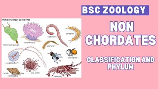 Non chordates  classification and phylum  Bsc  zoology 🪱🐛🐚🦀🦞🦐 🐌 🦋 [upl. by Wester]