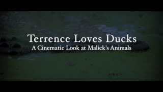 Terrence Malick Loves Ducks Hommage [upl. by Sukramal]