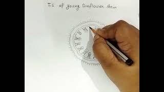 How to draw TS of Dicot stem  TS of young Sunflower stem [upl. by Millard117]