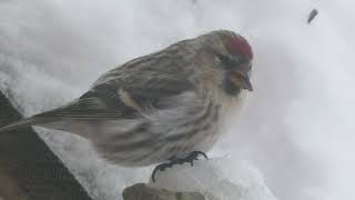 Common Redpoll Acanthis flammea  Majavatnet Grane Nordland Norway 2024 [upl. by Laith]