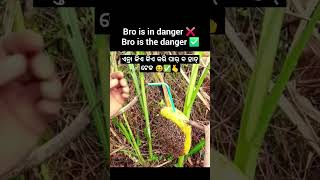 Bro is ta danger 😍🌿\ sambalpuri status video  sambalpuri song shortvideo dance [upl. by Eizle]