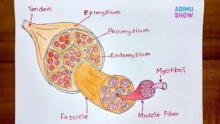 How To Draw Structure Of Skeletal Muscle [upl. by Sorce]