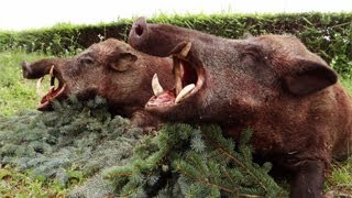 Treibjagd auf Wildschwein – Slowakei  Hunting for wild boar  Slovakia [upl. by Blasius525]