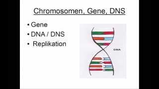 Chromosome Gene und DNS [upl. by Lehplar526]