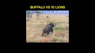 Buffalo VS 10 10 Lions  Power of Bullafo 😱😱😱😱😱 funny [upl. by Copp]