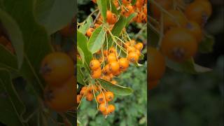 Pyracantha angustifolia plant [upl. by Mcgraw932]