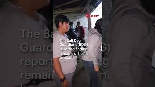 Party serving dog meat raided by police in Bali [upl. by Reyam]