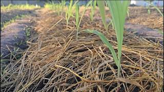 How to grow corn to get more fruit and save time [upl. by Maryellen]