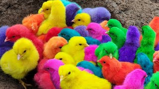 Menangkap ayam lucu ayam warna warni ayam rainbow bebek angsa ikan hias ikan cupang Kelinci [upl. by Nyleve190]