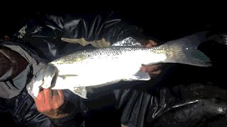 Sea Fishing  Digging Bait for Brean Beach  Bass [upl. by Akitahs]