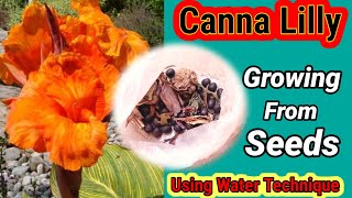 Growing Canna lilly from seeds I How to Grow Canna Lily Plant  Canna Lily Seeds [upl. by Doownil329]