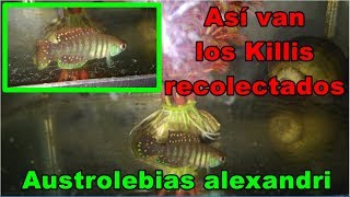 Así van los killis Austrolebias alexandri recolectados de esta temporada [upl. by Cowen]