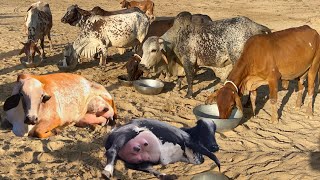 Desi Cholistani Rathi Cows Farming Profitable Model by Ali Randhawa Sb [upl. by Tito]