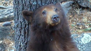 Mama bear and cub visit a rub tree [upl. by Janot360]